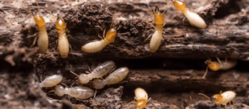 Termite Extermination